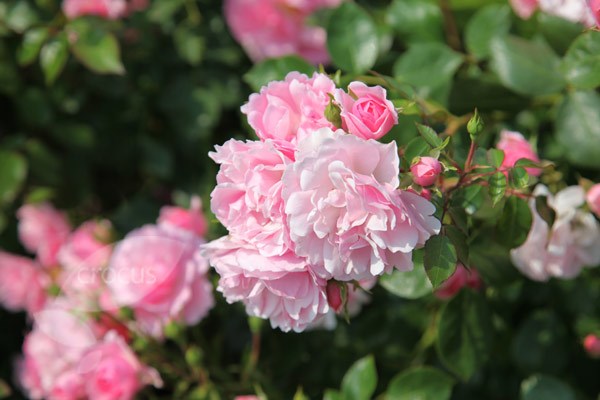 rose Bonica (shrub) rose Bonica (shrub)