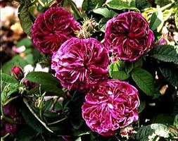 rose Charles de Mills (gallica)