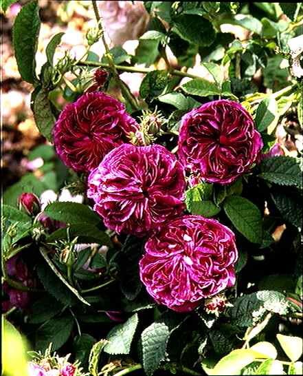rose Charles de Mills (gallica)