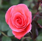 rose Happy Anniversary (floribunda)