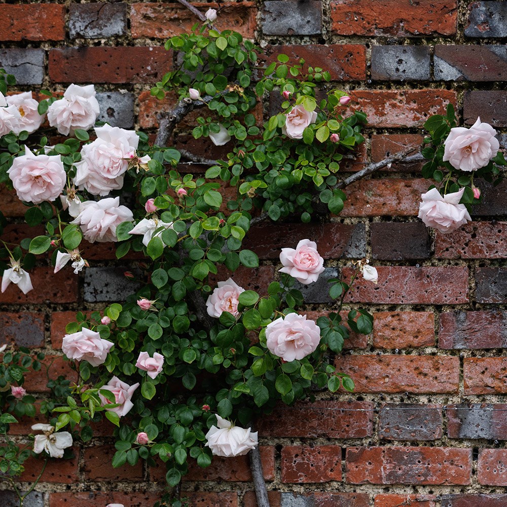rose New Dawn (climbing) rose New Dawn (climbing)
