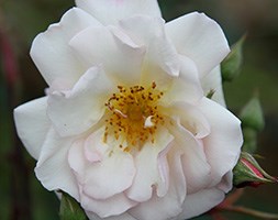 Rosa 'Penelope' (rose Penelope (shrub))