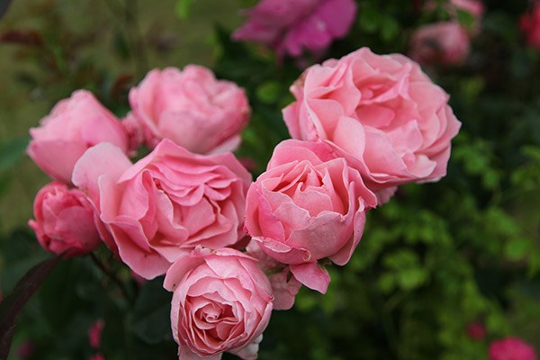rose The Queen Elizabeth (floribunda)