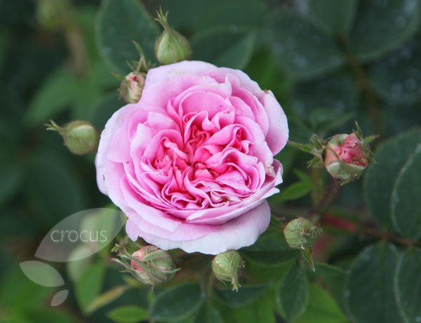 rose Queen of Denmark (shrub)