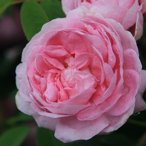 rose Queen of Denmark (shrub)