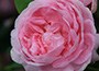 Shrub Roses