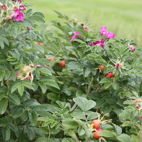 rose (shrub) rose (shrub)