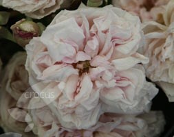 Rosa 'Souvenir de la Malmaison' (rose (shrub))