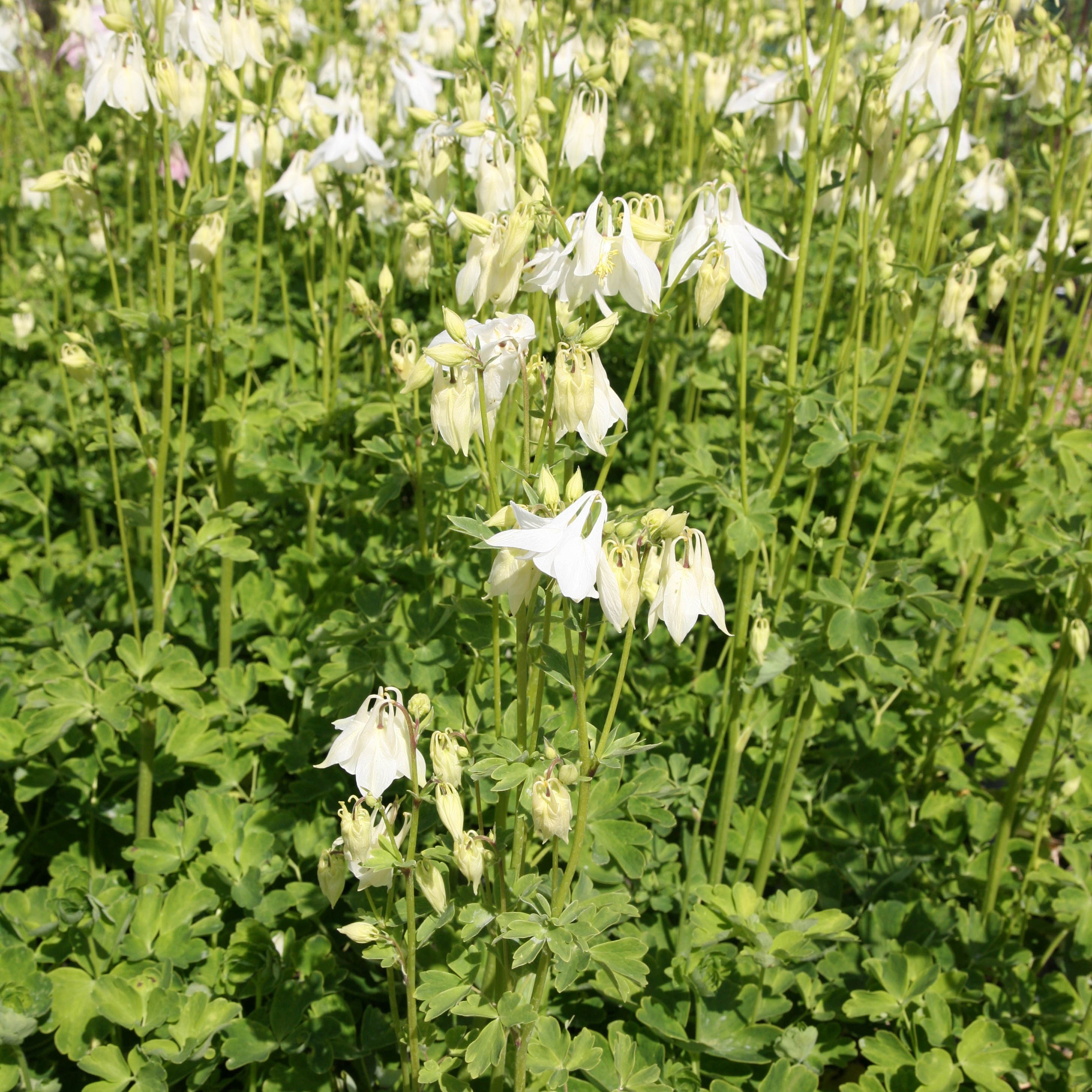 columbine
