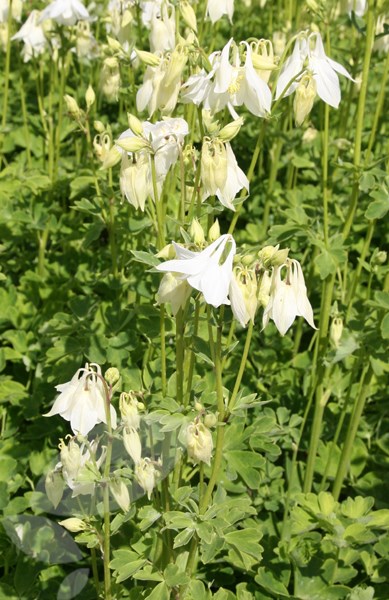 columbine