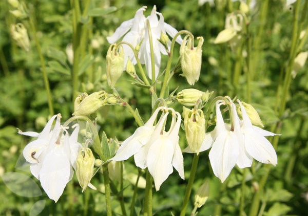 columbine