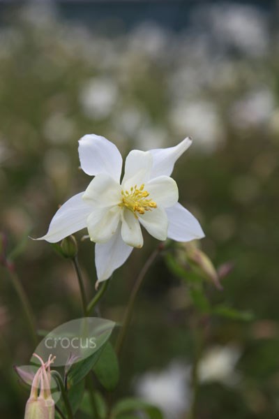 columbine