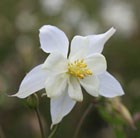 Columbine