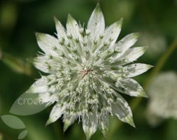 Astrantia major 'Alba' (masterwort)