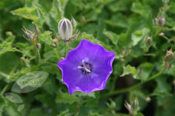 bellflower bellflower