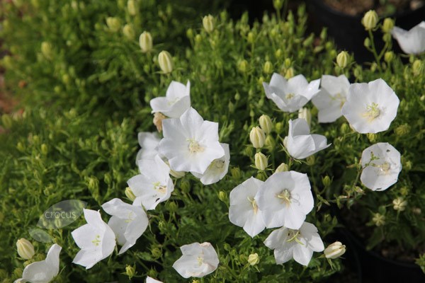 bellflower bellflower