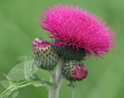 Cirsium rivulare 'Atropurpureum' (Brook Thistle)