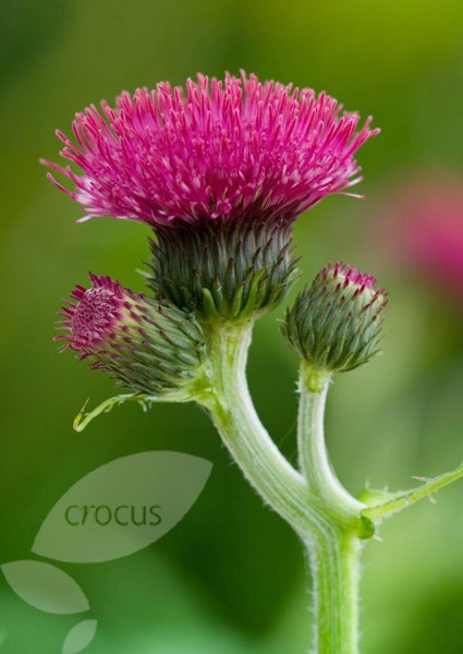 brook thistle