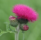 brook thistle