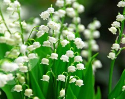 Convallaria majalis (lily-of-the-valley)