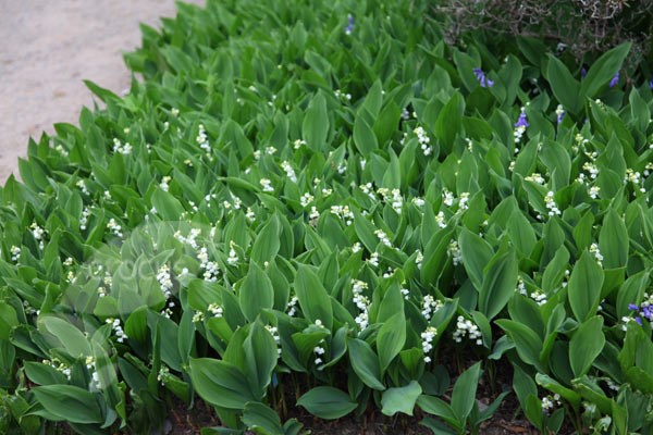 lily-of-the-valley lily-of-the-valley