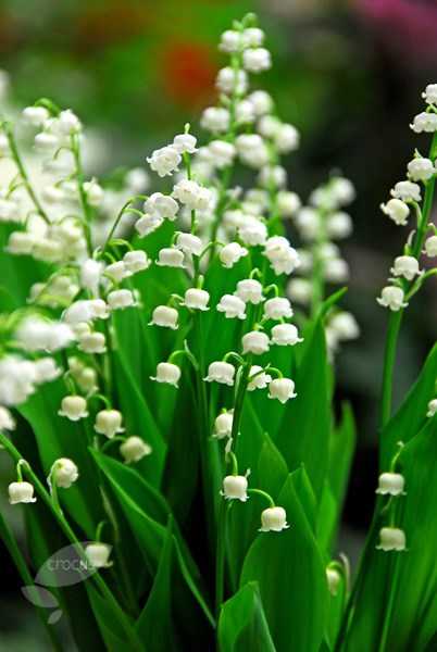 lily-of-the-valley lily-of-the-valley