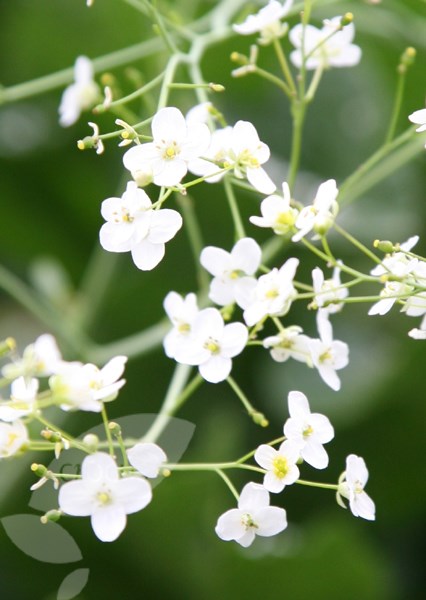 greater sea kale