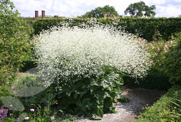 greater sea kale