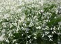 Greater Sea Kale