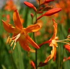 montbretia