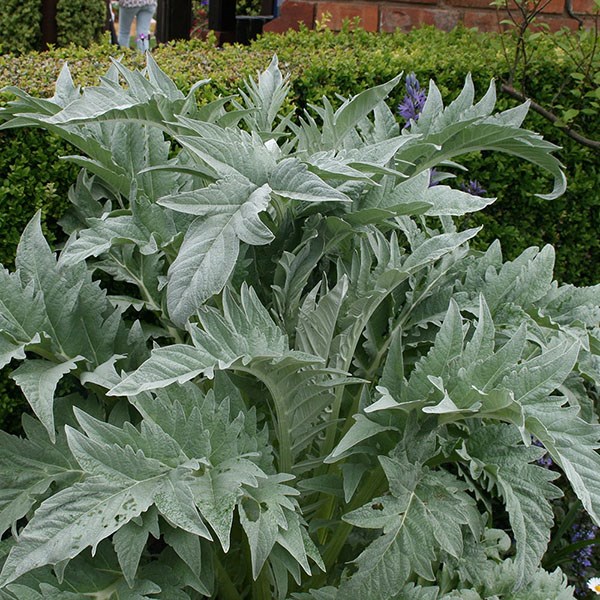 cardoon cardoon