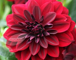 Dahlia 'Arabian Night' (dahlia)