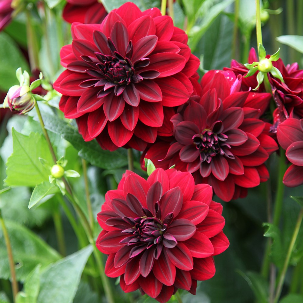 arabian night dahlia