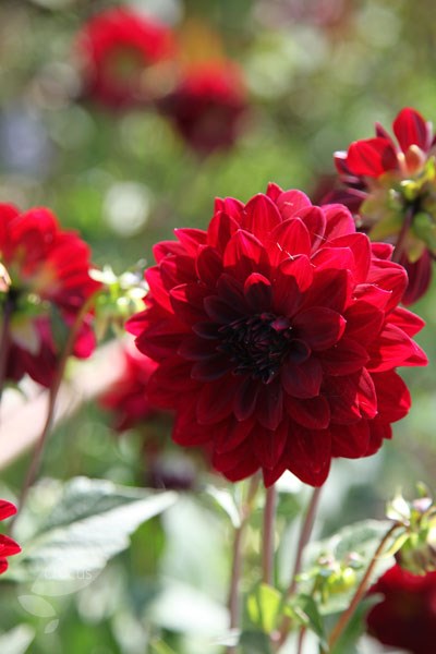 dahlia