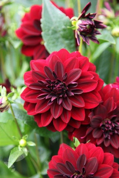 dahlia