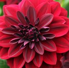 dahlia