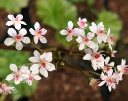 Darmera peltata (umbrella plant)