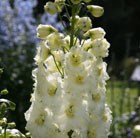 delphinium