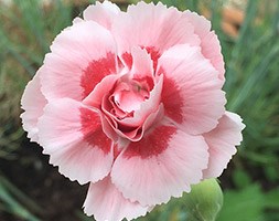 Dianthus 'Doris' (pink)