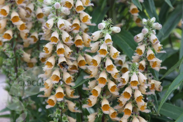 rusty foxglove