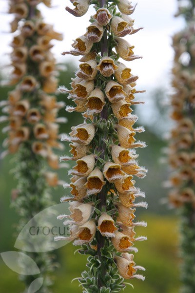 rusty foxglove