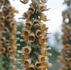 rusty foxglove