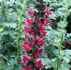 borage