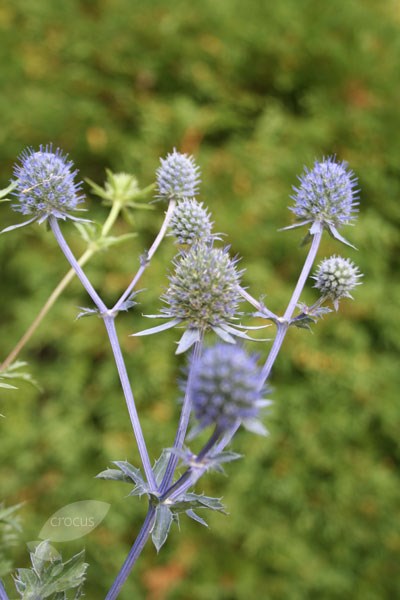 sea holly (syn. Blue Dwarf) sea holly (syn. Blue Dwarf)