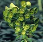 Euphorbia