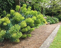 Euphorbia characias subsp. wulfenii (spurge)