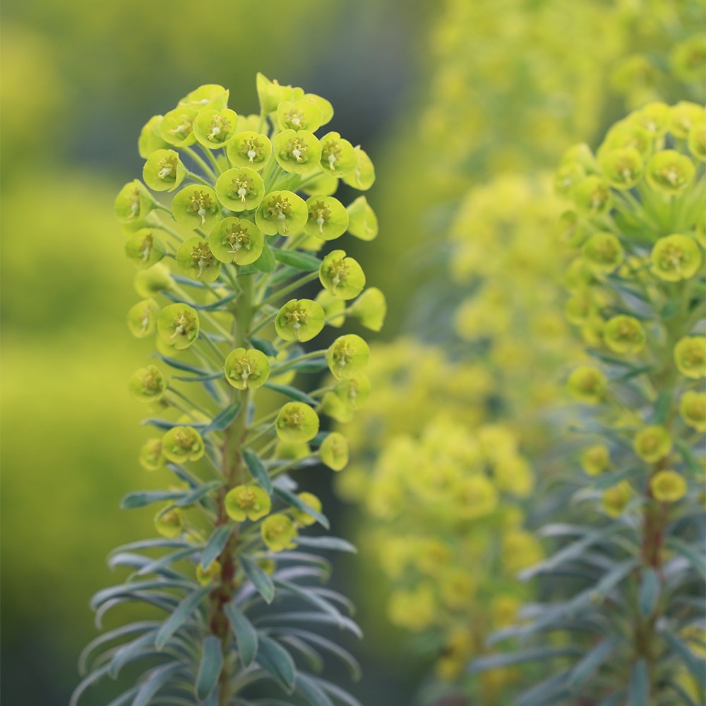 spurge spurge
