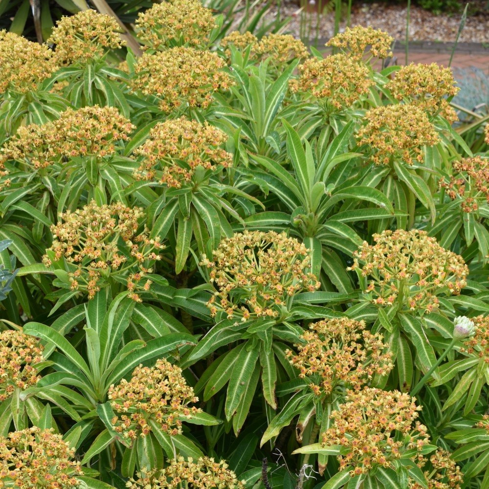 honey spurge honey spurge