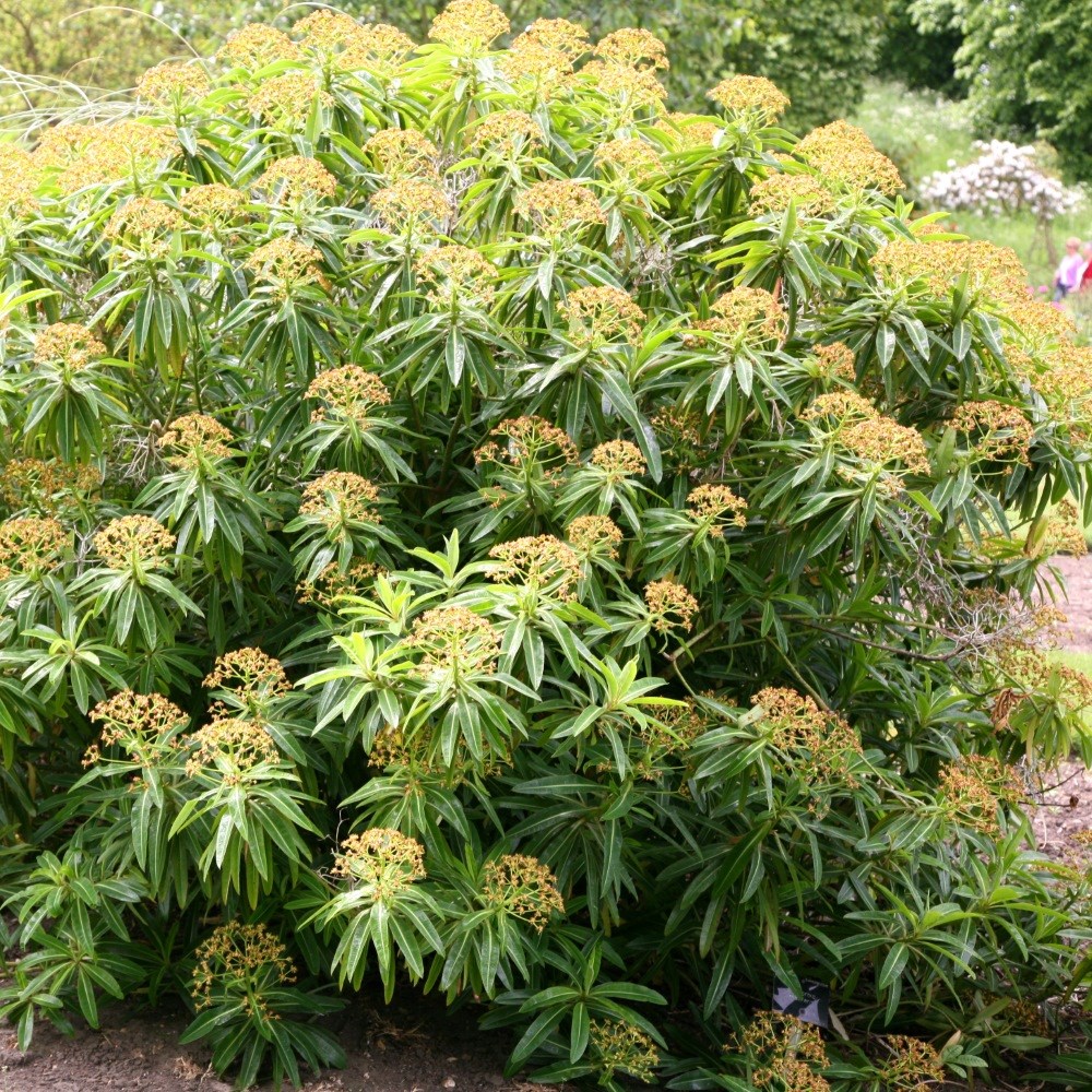 honey spurge honey spurge