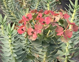 Euphorbia rigida (spurge)